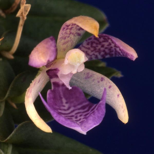 Dichaea filiarum